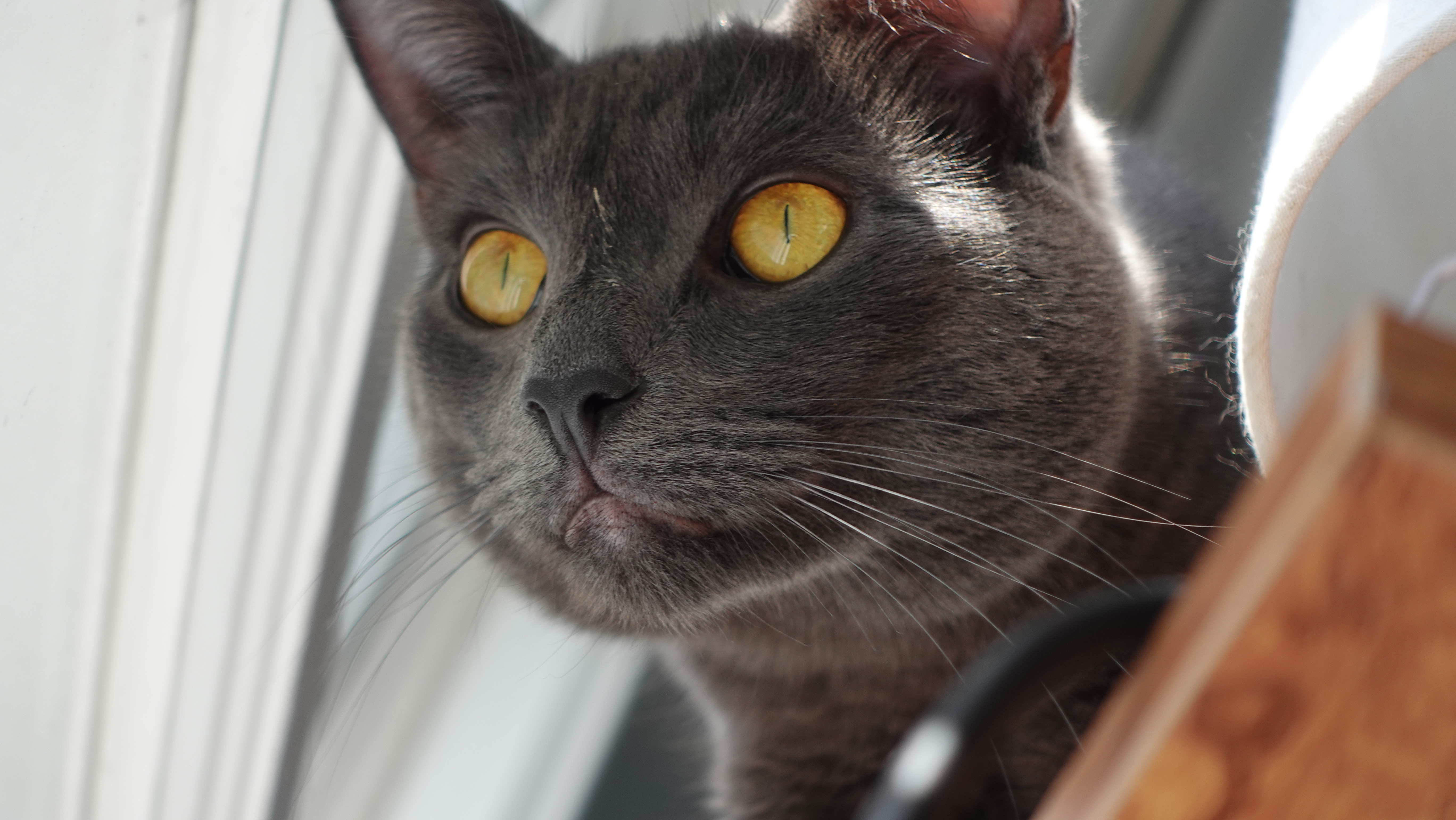 Bella, a tortoiseshell cat looking out a window, one of Gabe's interns