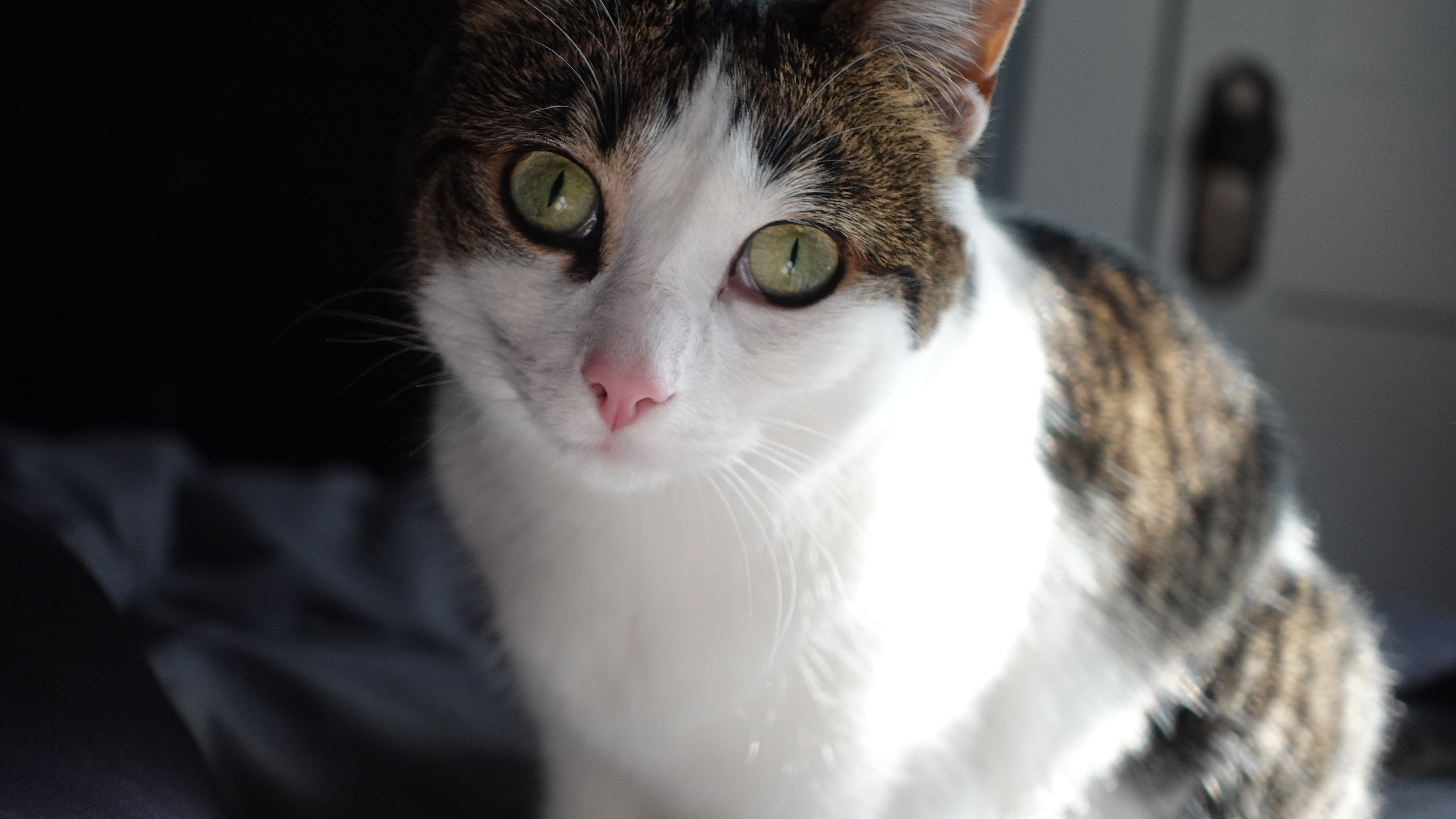 Kitty, a grey cat with yellow eyes, one of Gabe's interns