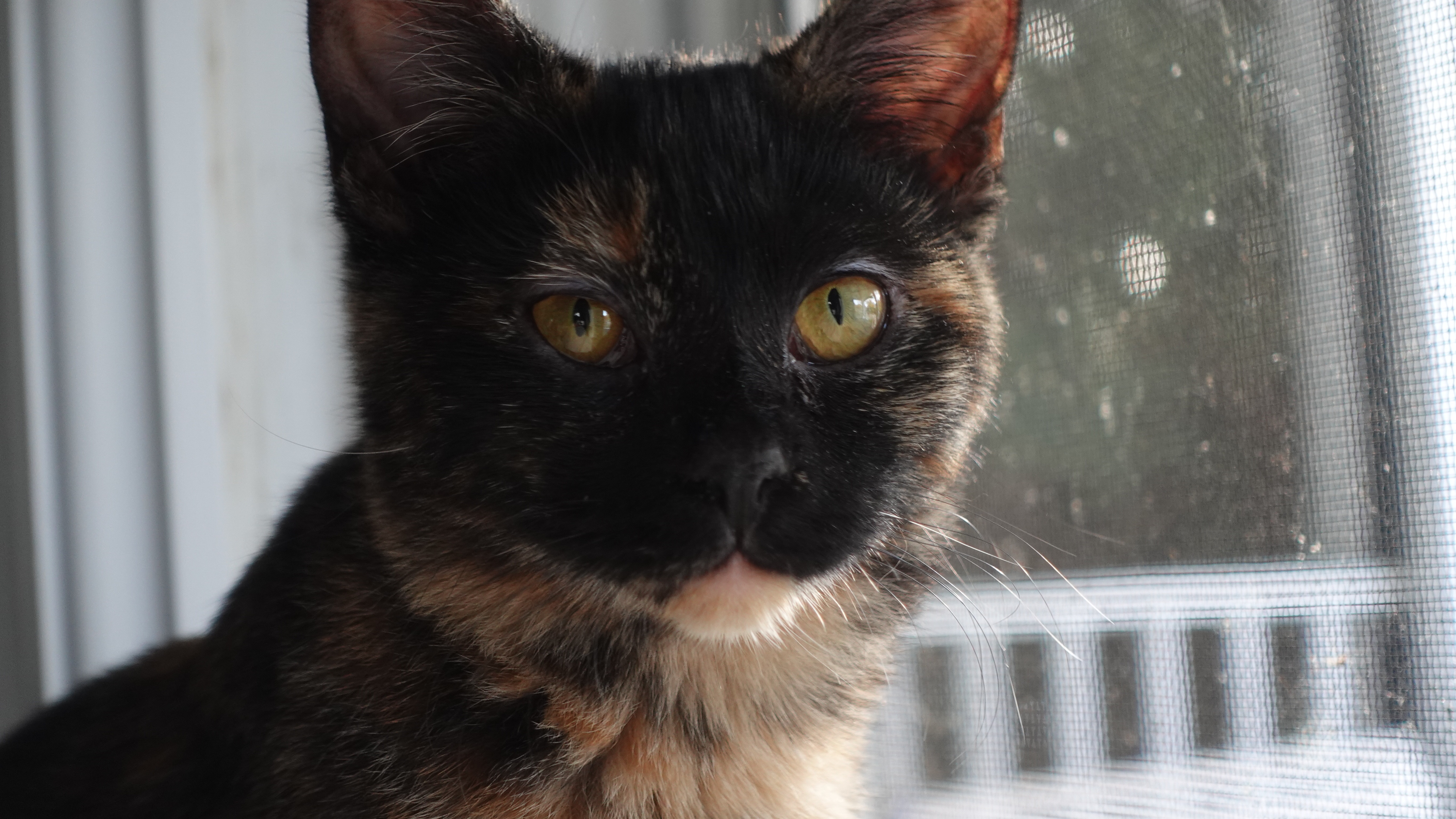 Missy, a calico cat with green eyes, one of Gabe's interns